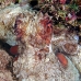 octopus_reef_nus_v_0705_png1898.jpg